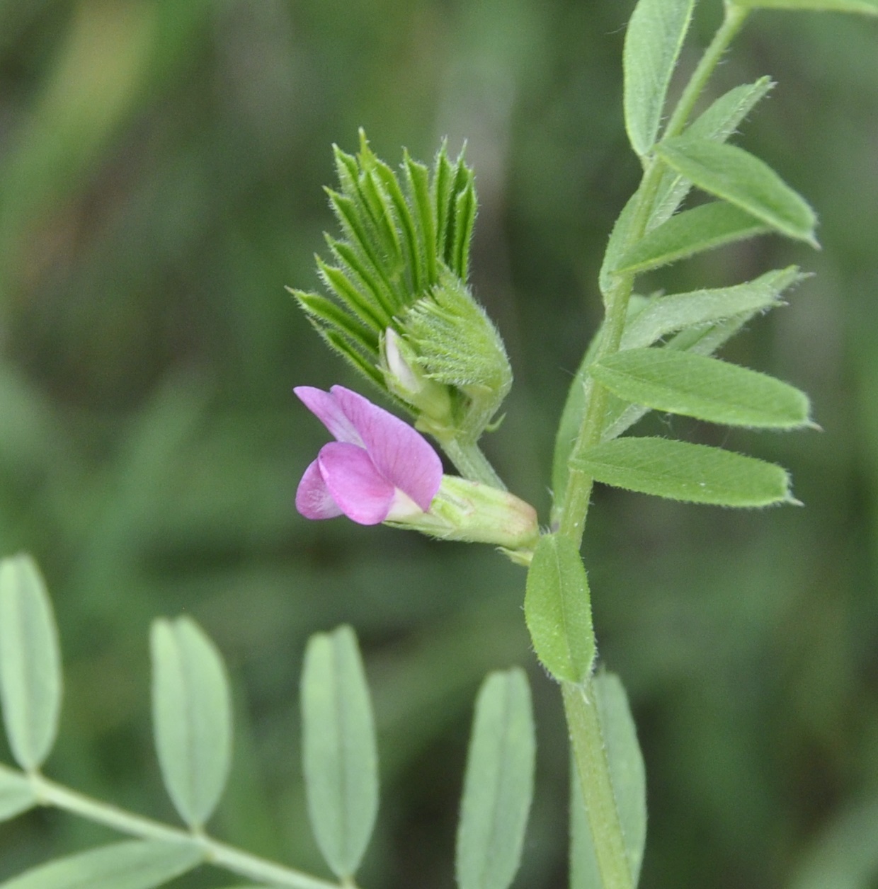 Изображение особи Vicia angustifolia.