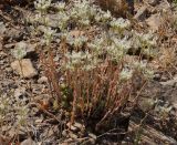 Sedum alberti