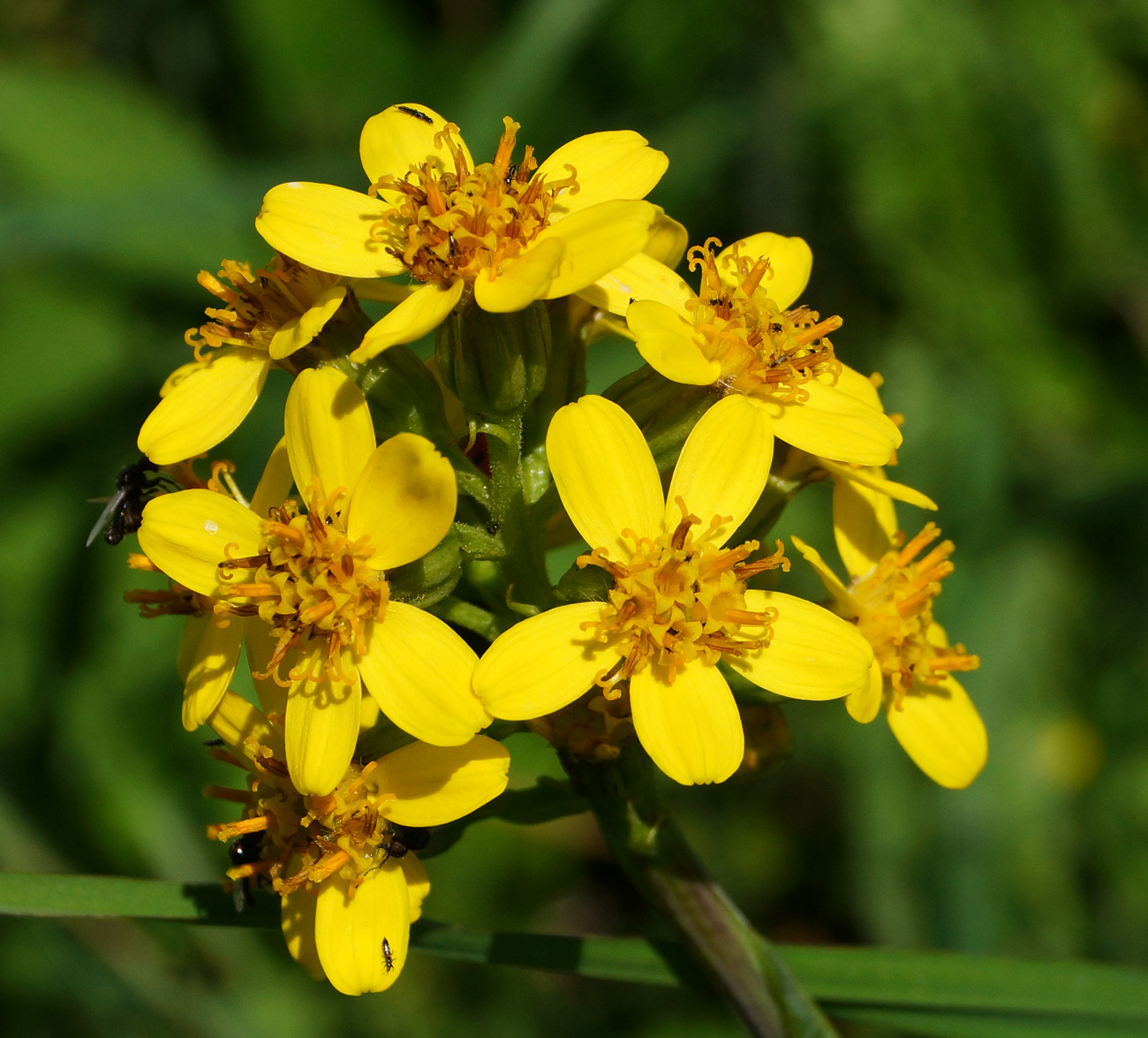 Изображение особи Ligularia altaica.