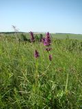 Betonica officinalis. Цветущие растения. Пензенская обл., Нижнеломовский р-н, окр. с. Усть-Каремша, остепнённый луг на открытом склоне. 4 июля 2015 г.