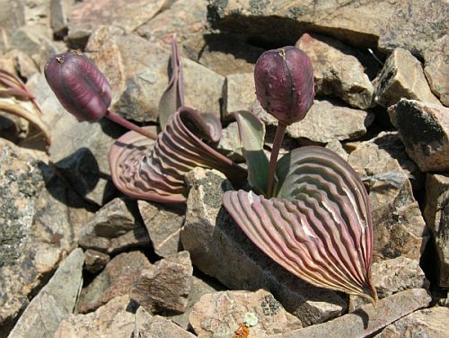 Image of Tulipa regelii specimen.
