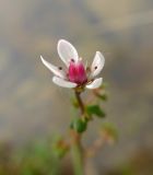 Micranthes foliolosa