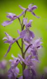 Orchis mascula