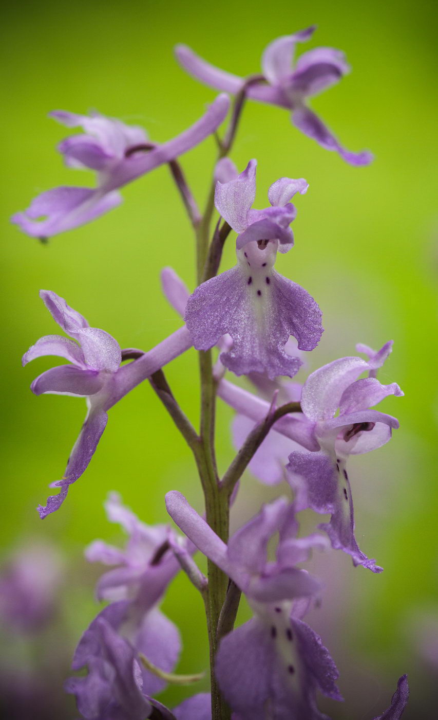 Изображение особи Orchis mascula.