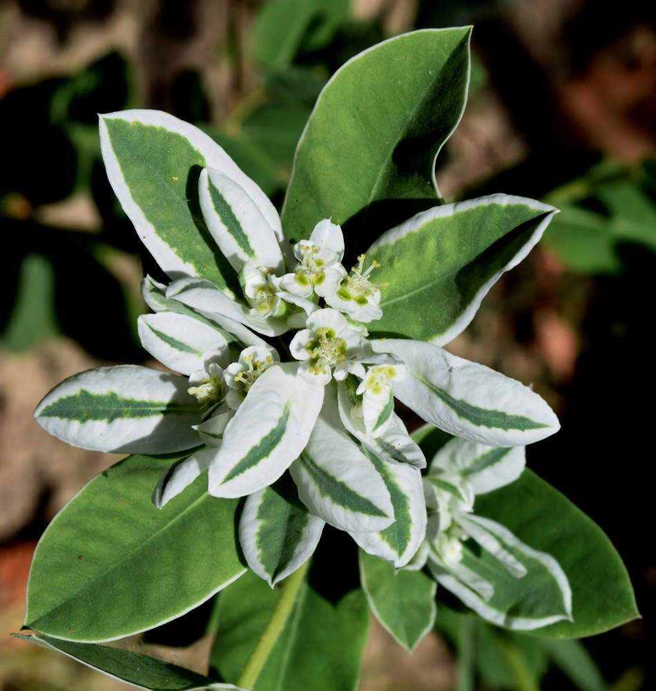 Image of Euphorbia marginata specimen.