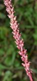 Plantago major