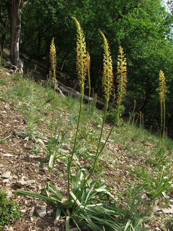 Image of Eremurus thiodanthus specimen.