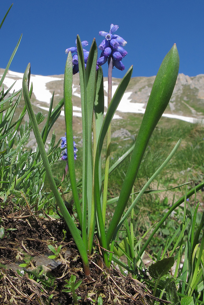 Изображение особи Pseudomuscari coeruleum.