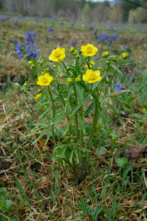 Image of Ranunculus monophyllus specimen.