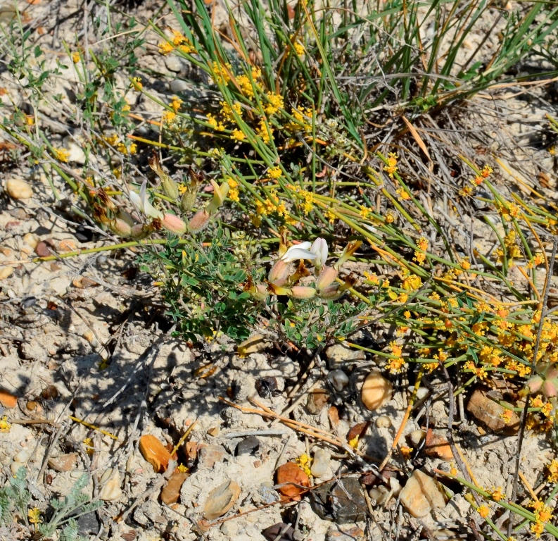 Image of Astragalus medius specimen.