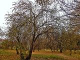 Изображение особи. Автор - Елена Иванова