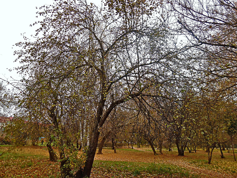 Изображение особи Malus sylvestris.