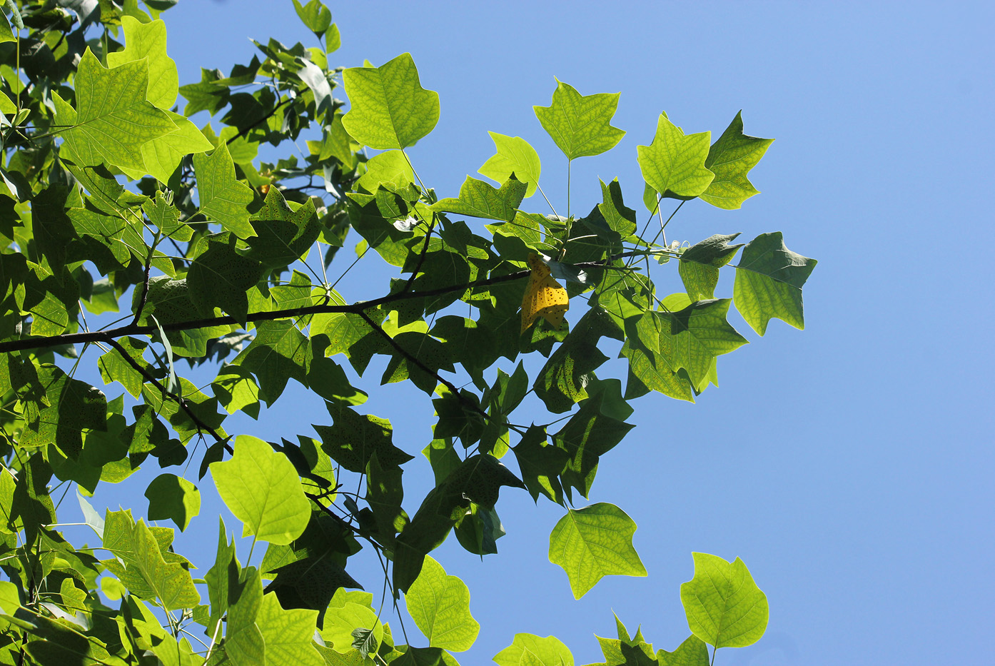 Image of Liriodendron tulipifera specimen.