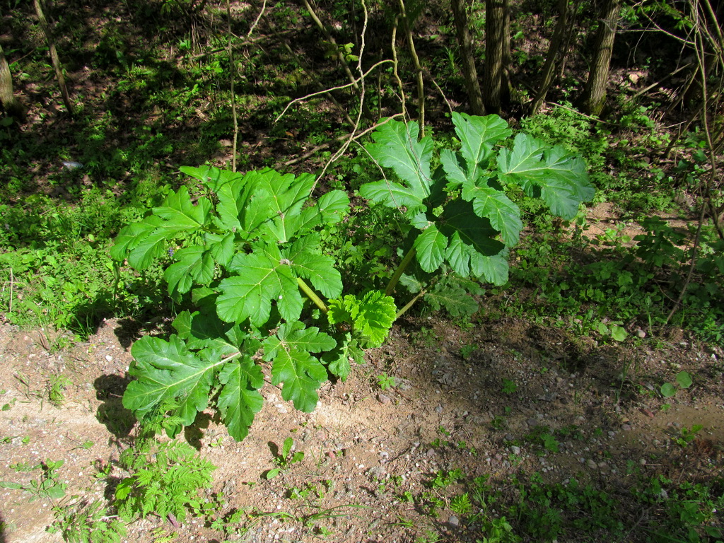 Image of Heracleum sosnowskyi specimen.