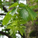 Carpinus betulus. Соплодие. Польша, Беловежа. 27.06.2009.