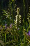 Phleum pratense