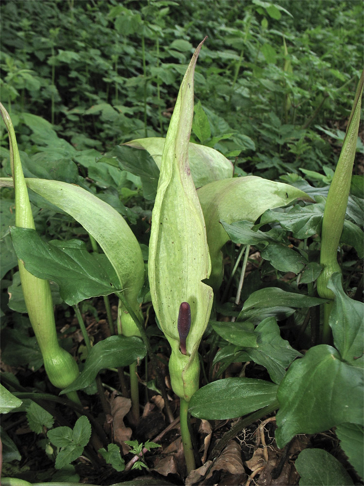 Изображение особи Arum maculatum.