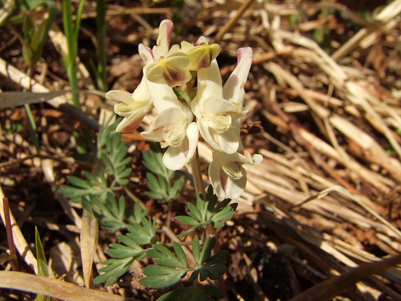 Изображение особи Corydalis magadanica.