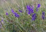 Scutellaria baicalensis