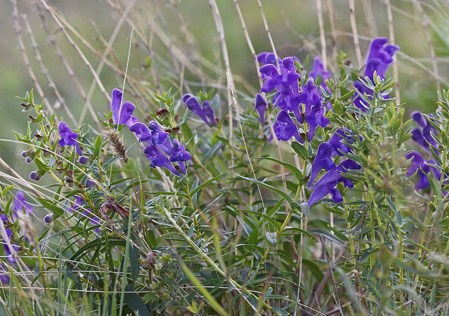 Изображение особи Scutellaria baicalensis.