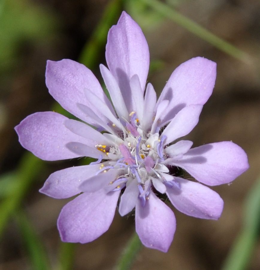 Image of Knautia orientalis specimen.