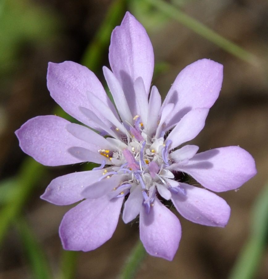 Изображение особи Knautia orientalis.