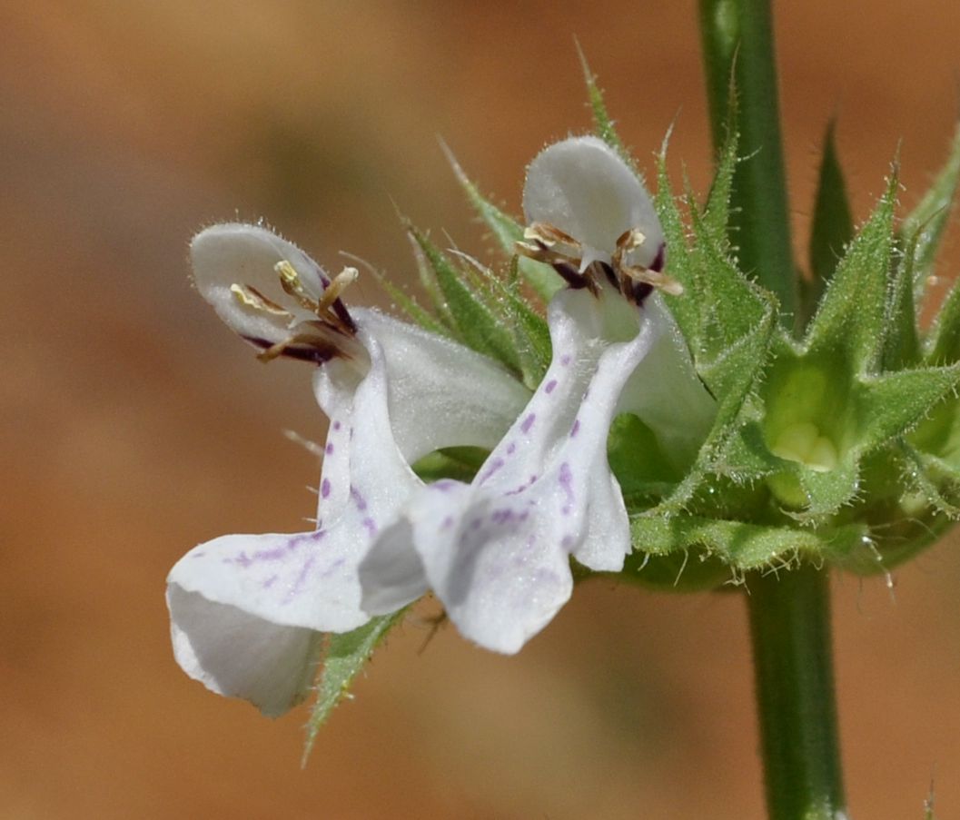 Изображение особи род Stachys.