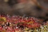 Drosera rotundifolia