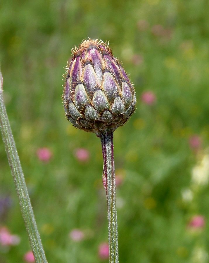Image of Centaurea adpressa specimen.