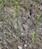 Linum trigynum