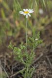 Anthemis ruthenica. Цветущее растение. Ростовская обл., Мясниковский р-н, окр. хут. Мартыново, на границе пойменного луга и ж.-д. насыпи. 09.05.2015.