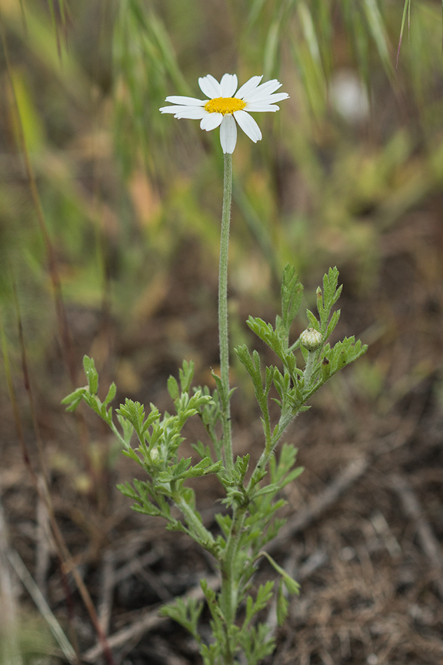 Image of Anthemis ruthenica specimen.