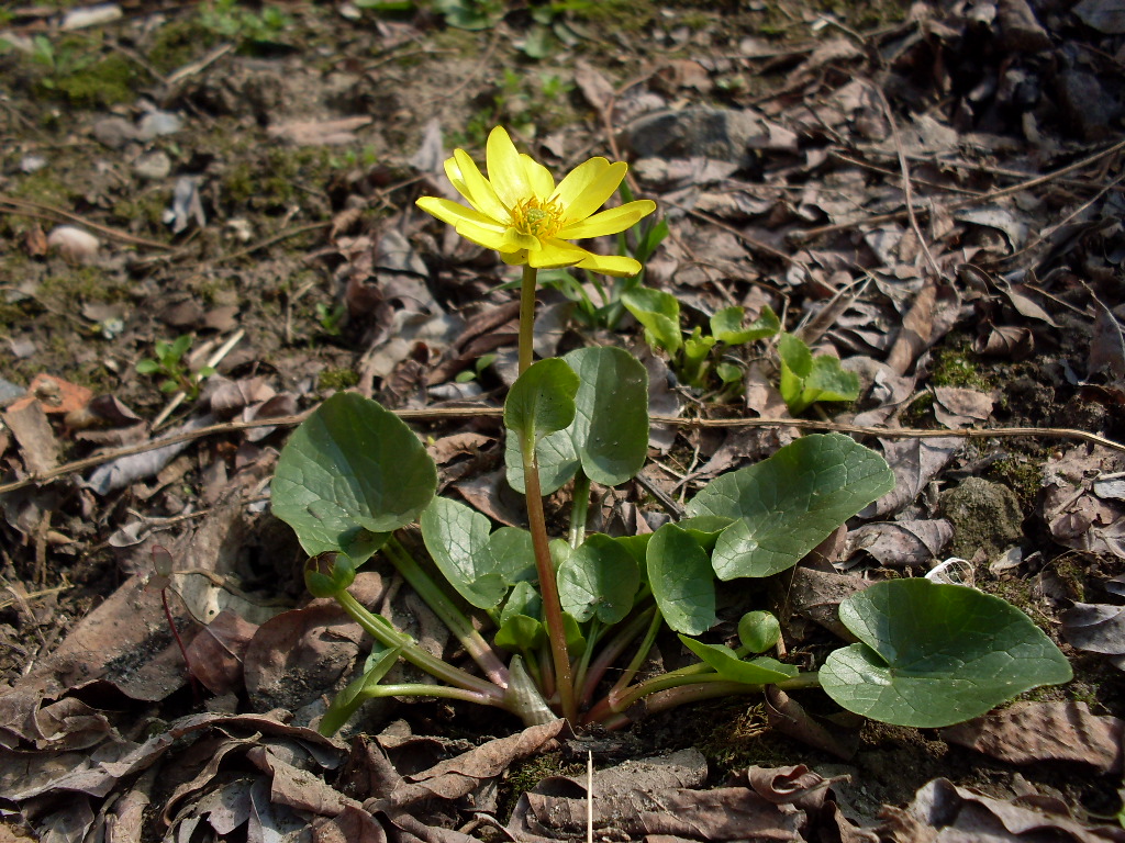 Image of Ficaria stepporum specimen.