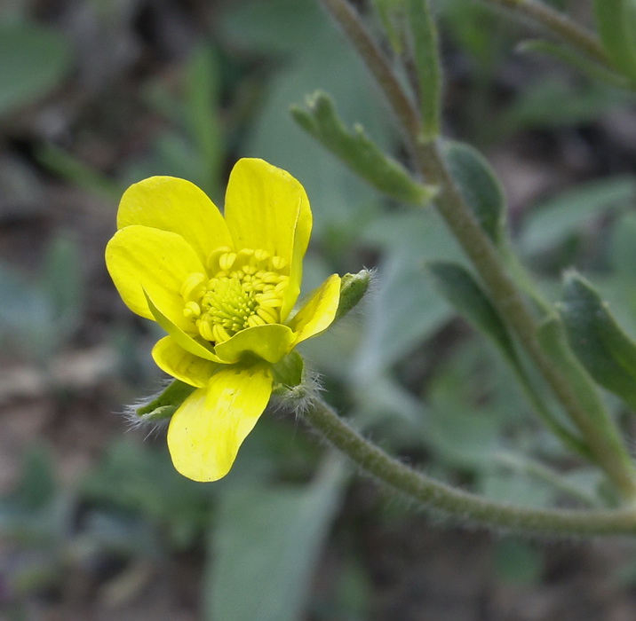 Изображение особи Ranunculus oxyspermus.