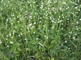 Stellaria palustris. Цветущие растения. Ленинградская обл., Кингисеппский р-н, берег оз. Хаболово. 19.07.2007.