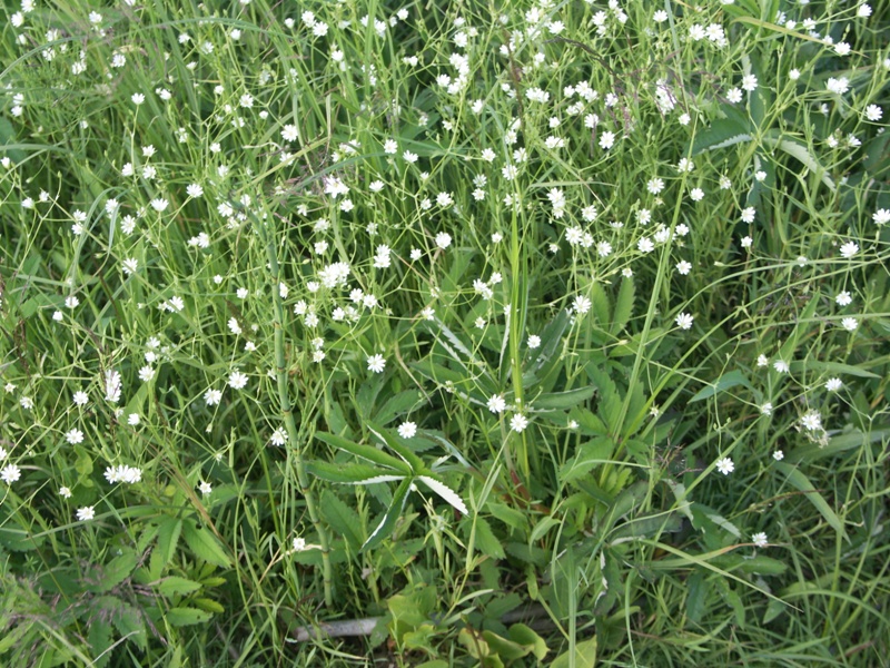 Изображение особи Stellaria palustris.