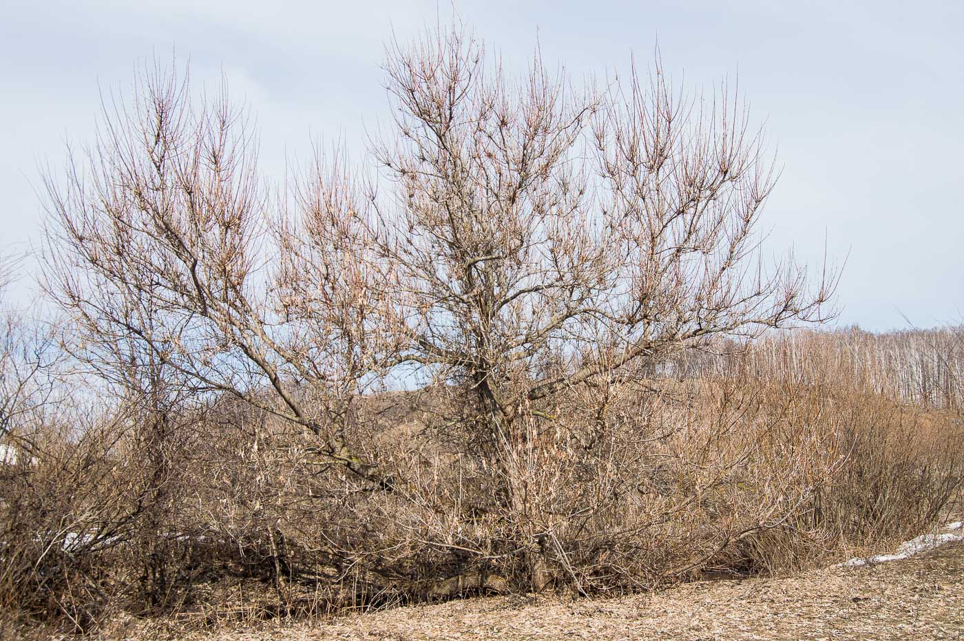 Image of Acer negundo specimen.