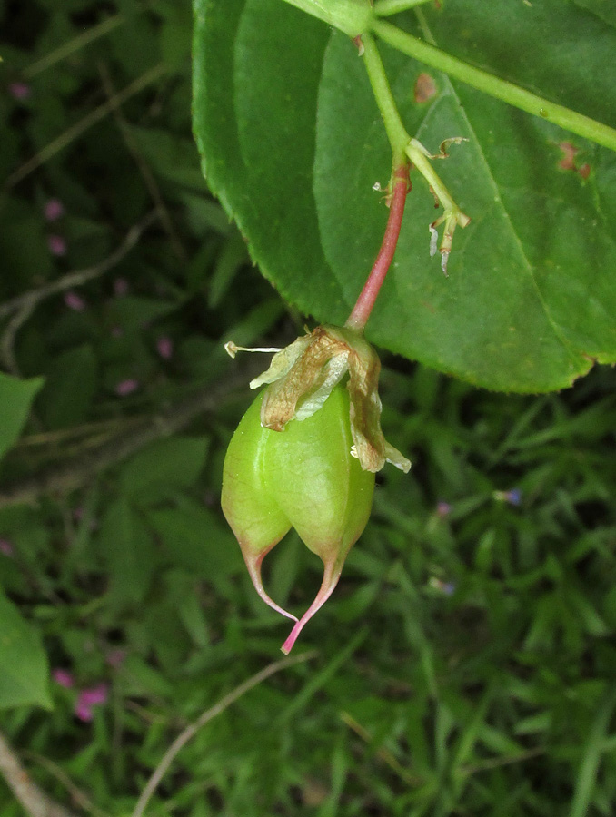 Image of Staphylea pinnata specimen.