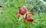 Paeonia tenuifolia. Созревающие плоды с обследующим их муравьем. Краснодарский край, гор. округ Геленджик, отрог горы Безумная. 14.05.2017.