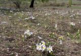 genus Pulsatilla
