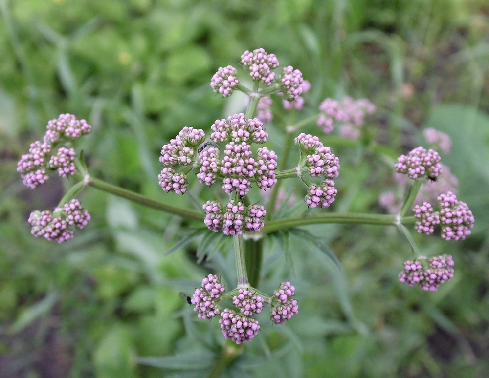 Изображение особи род Valeriana.