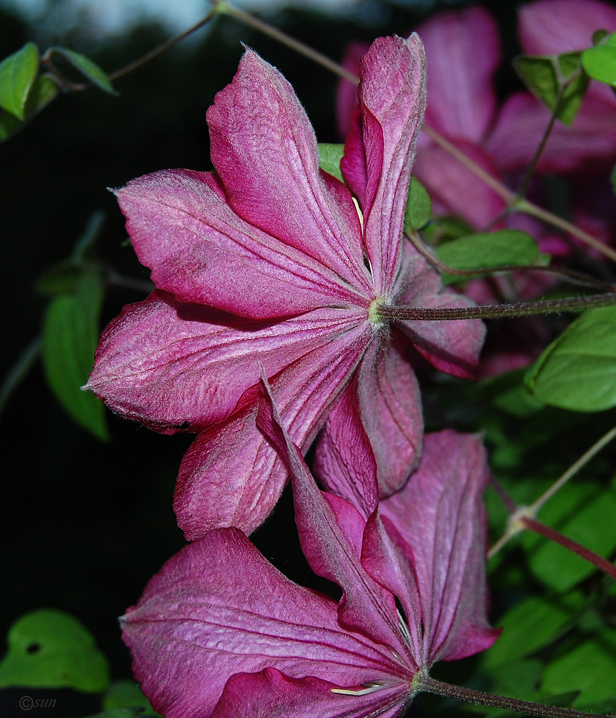 Изображение особи Clematis × jackmanii.