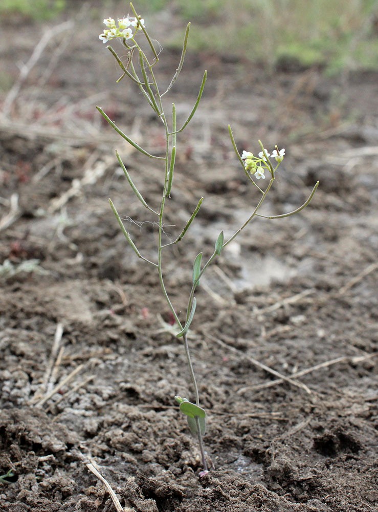 Image of Thellungiella salsuginea specimen.