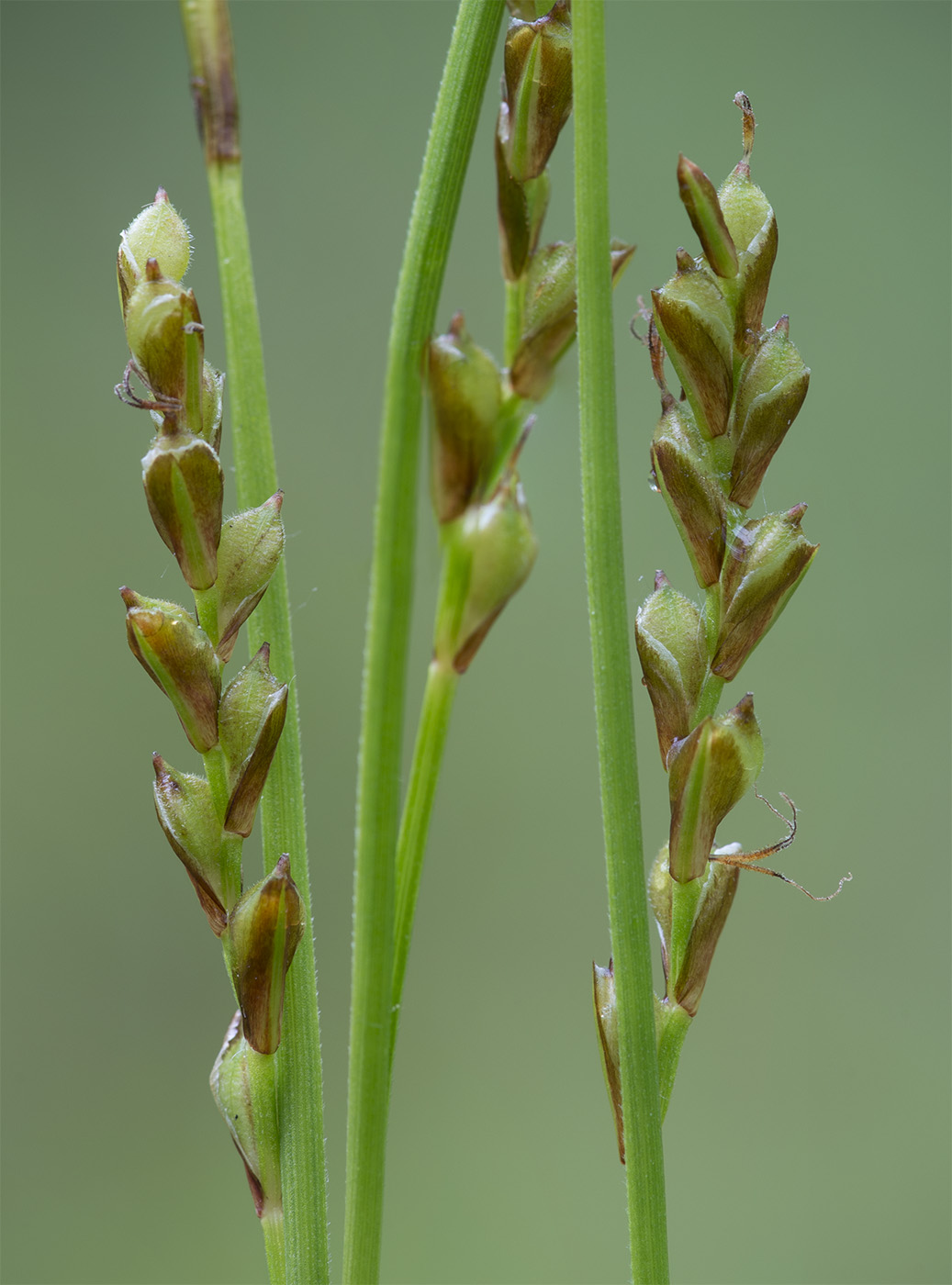 Изображение особи Carex digitata.