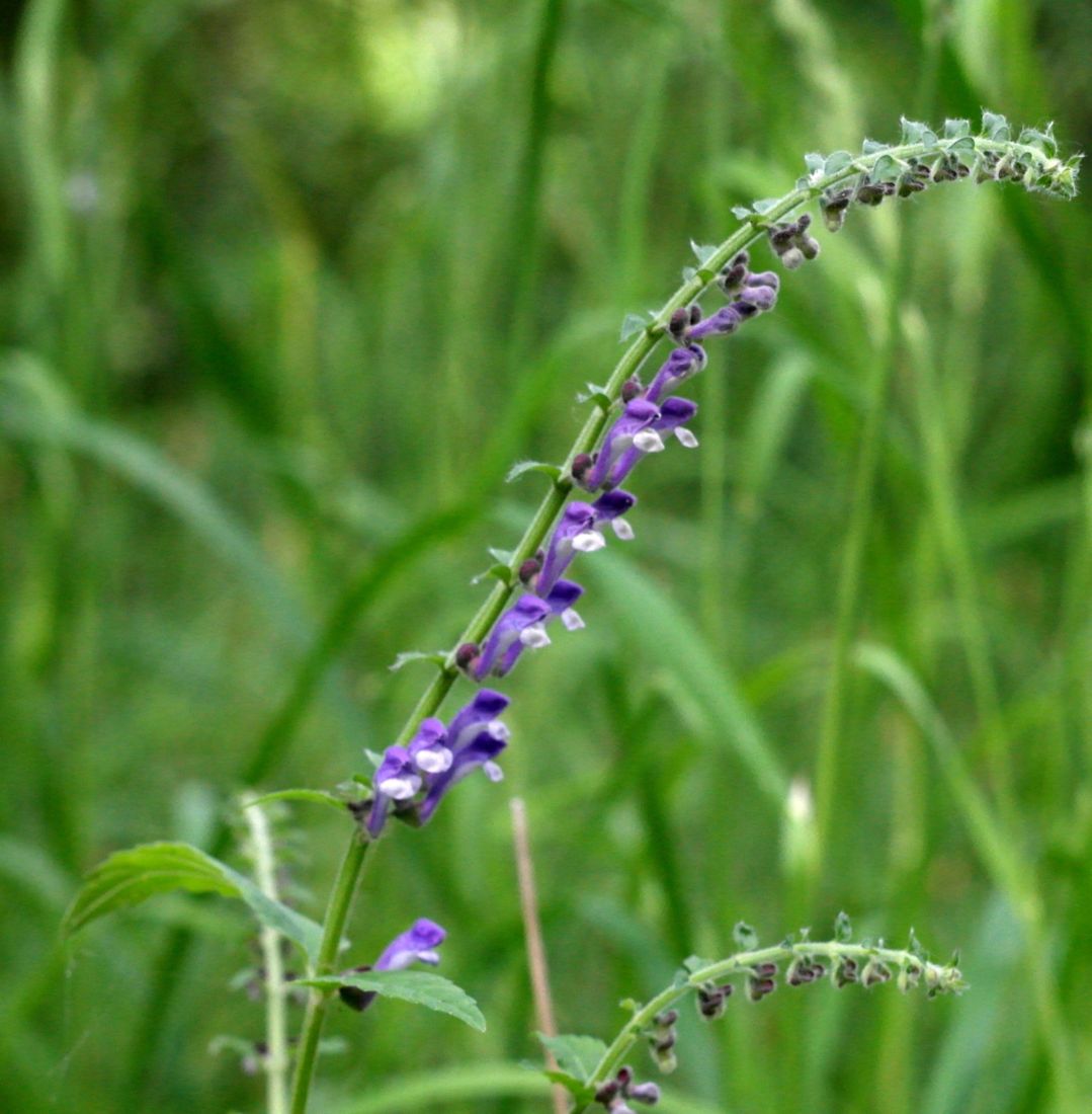 Image of Scutellaria altissima specimen.