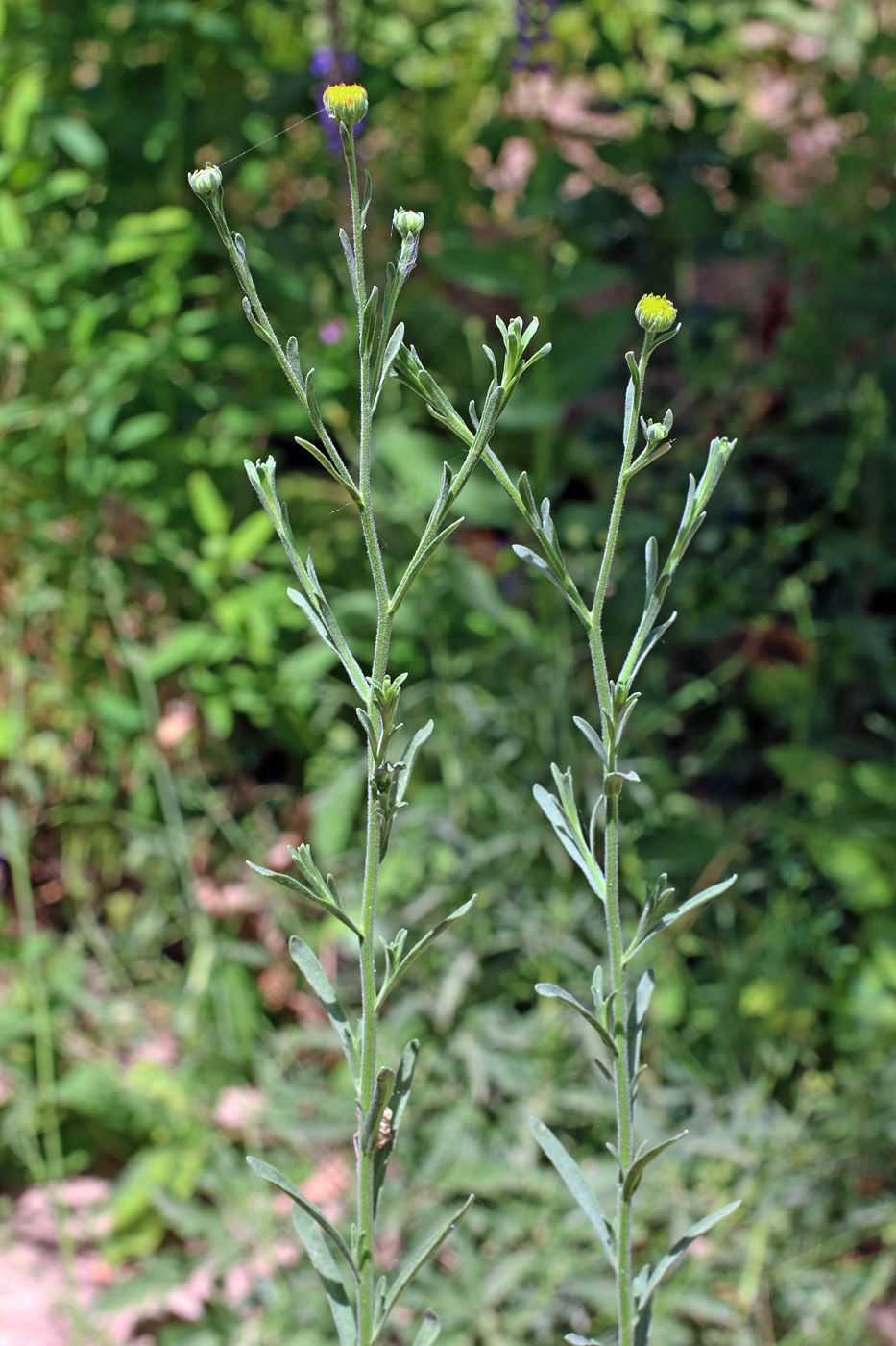 Изображение особи Heteropappus canescens.