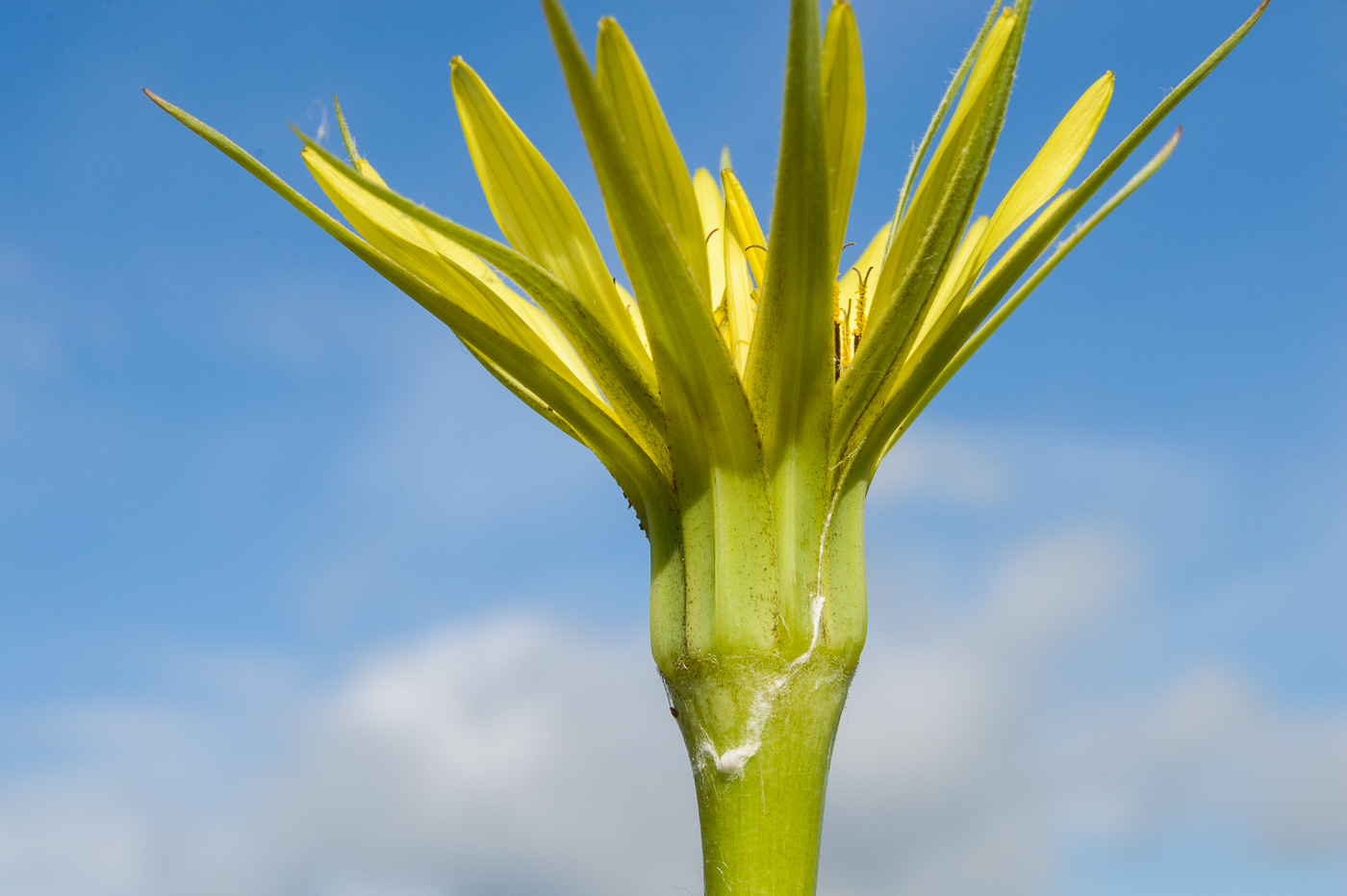 Image of Tragopogon dubius ssp. major specimen.