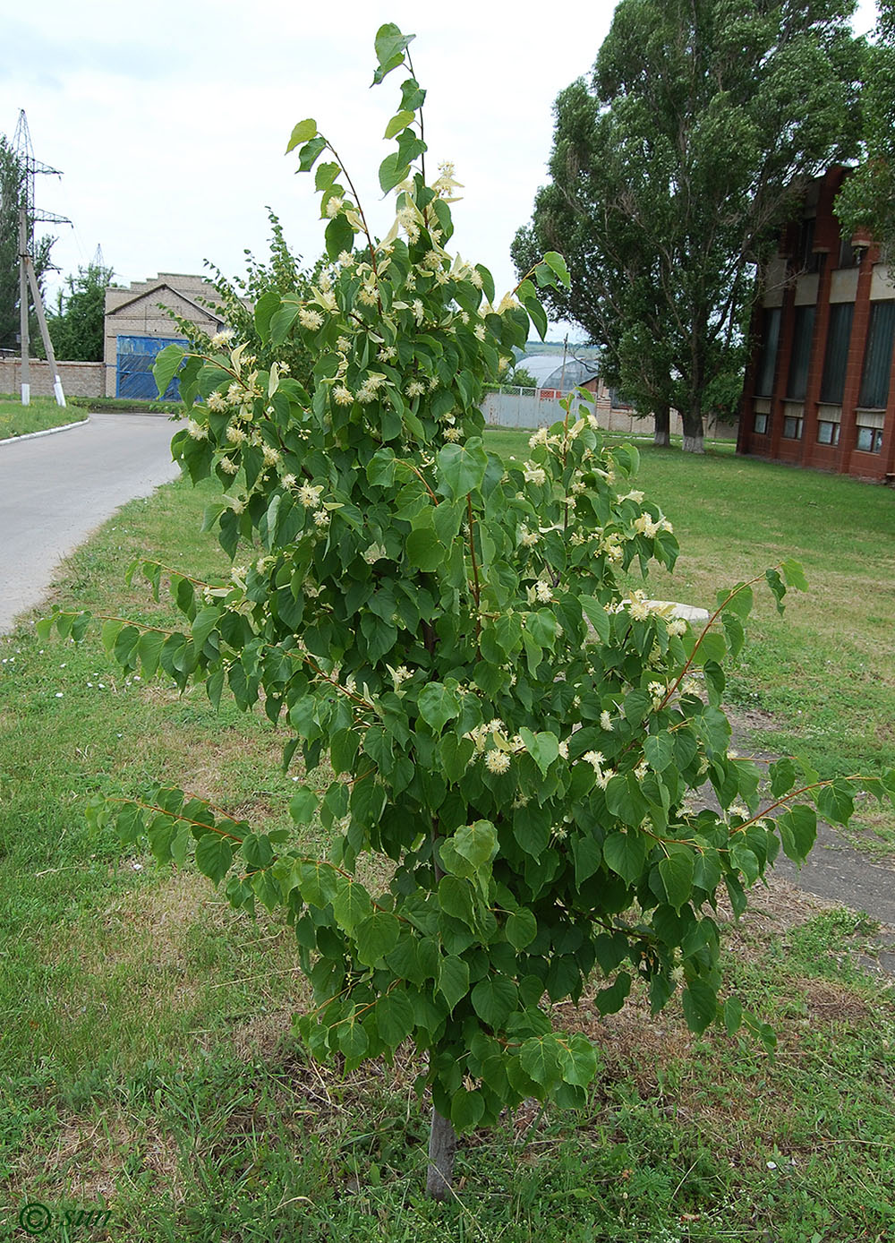 Image of Tilia amurensis specimen.