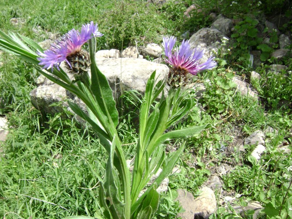 Image of Centaurea triumfettii specimen.