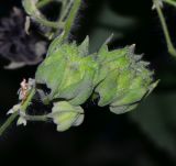 Abutilon grandifolium